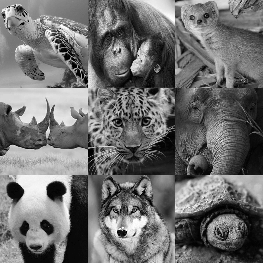 Disappearing animals. Вымирающие животные коллаж. Исчезающие виды животных коллаж. Много животных. Животные которые на грани вымирания.
